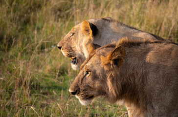 Brothers on the hunt