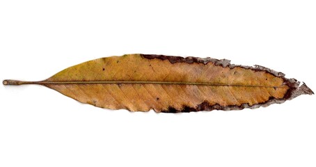 leaf isolated on white background