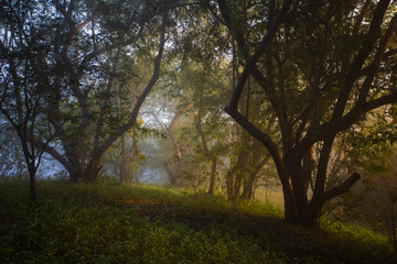 Obraz premium Morning in the forest, foggy misty weather.