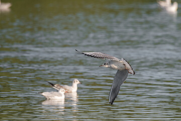 Black-Headed Gulls in flight. Non breeding adult Black Headed Gull