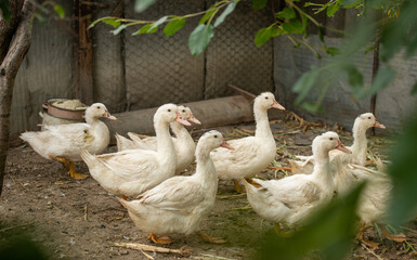group of ducks on farm