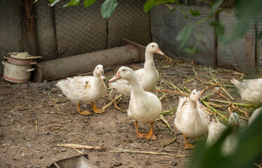 group of ducks on farm