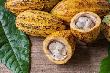 Halved cocoa fruit and cocoa pods
