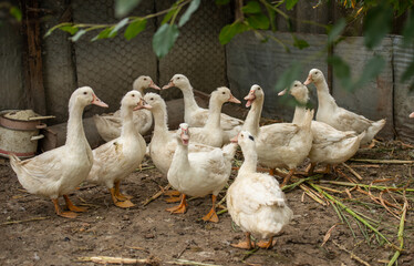 group of ducks on farm