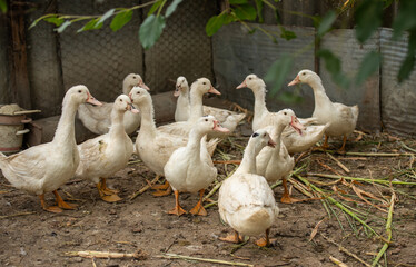 group of ducks on farm