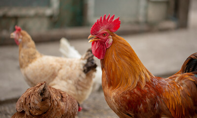 chickens in the farm