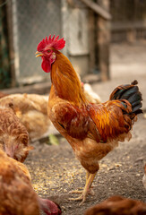chickens in the farm