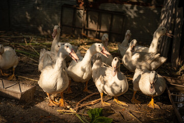 ducks on the farm