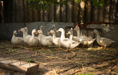 ducks on the farm
