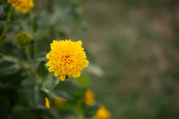 yellow flower