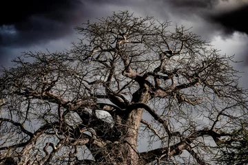 Deurstickers Baobab © Matija