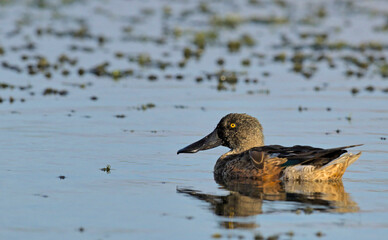 A Shoveler - Anas clypeata, Crete