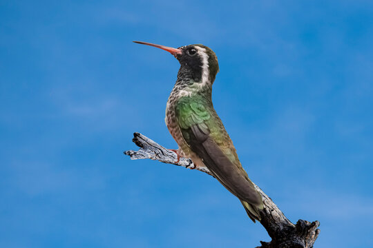 White-eared Hummingbird (Hylocharis leucotis) Perched, Showing His Colors