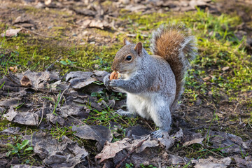 scoiattolo grigio nel parco