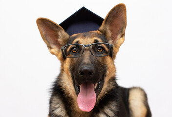 Smart dog student Portrait of a cute German shepherd wearing a graduation cap in glassed (isolated...