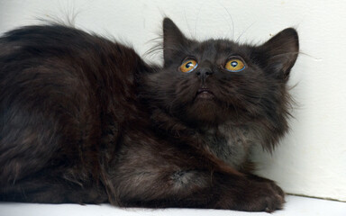 black fluffy kitten with a smoky undercoat