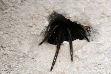 segestriidae black spider macro photo
