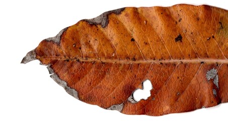 Leaf isolated on White Background