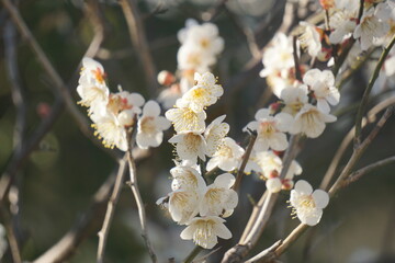 うめの花