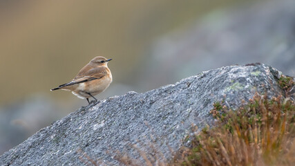 Female northern wheatear (Oenanthe oenanthe) perched on rock near Cairngorm Mountain, Scotland