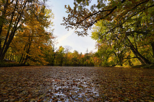 Pond in autumn water surface covered with leaves