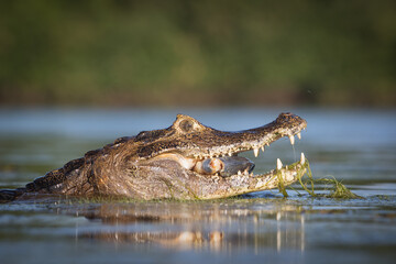 14 / 5000
Výsledky překladu
cayman in the water 