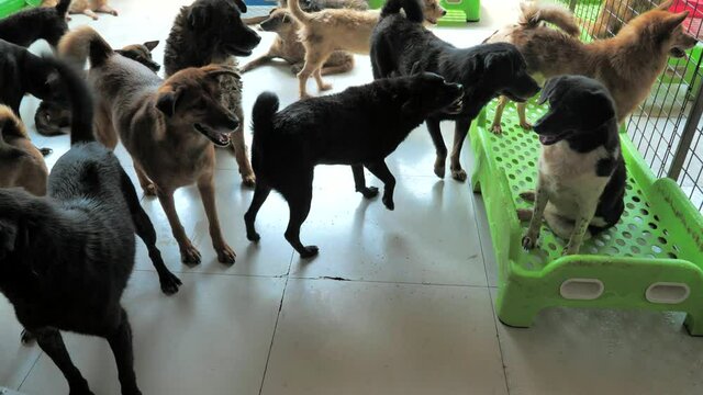 Unwanted and homeless mixed breed dogs in animal shelter. Looking and waiting for people to come adopt. Shelter for animals concept