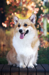 Cute happy dog fall portrait. Corgi sitting on a bench in a park.