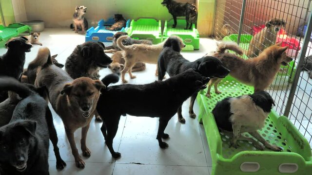 Unwanted and homeless mixed breed dogs in animal shelter. Looking and waiting for people to come adopt. Shelter for animals concept