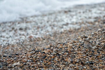 dunlin sitting on the pebbles on the beach with the sea in the background