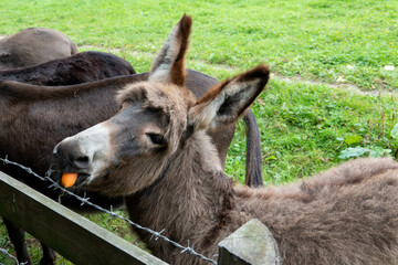 beautiful baby donkey eating a carrot