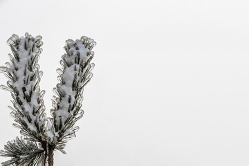 Tree branch after winter ice storm