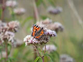 Small Tortoiseshell aka Aglais urticae on Hemp-agrimony aka Eupatorium cannabinum.