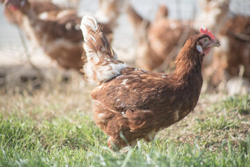 farm chickens in hen house and loose in the field