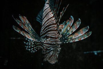 Amazing red lionfish swimming underwater on black background. Tropical sea bottom. Predator dangerous coral reef fish.