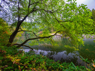 Lake surrounded by deciduous trees in early autumn on a cloudy day (Zao, Yamagata, Japan)