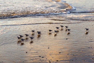 Selective focus view of group of sanderling birds wading on the Dunes-du-Sud beach at sunrise, Havre-aux-Maisons, Magdalen Islands, Quebec, Canada