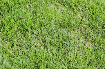 Grass Background