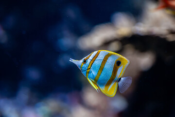 Fototapeta na wymiar Amazing striped yellow fish swimming underwater on coral reefs background. Tropical sea bottom. Colorful nature calming background.