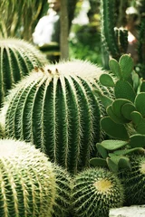 Zelfklevend Fotobehang cactuses © BillionPhotos.com