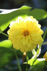 Yellow flower with leaves
