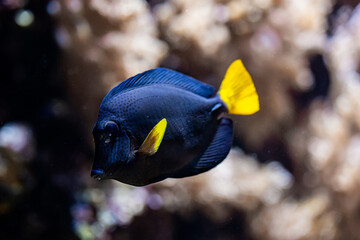 Amazing blue yellowtail tang or zebrasoma xanthurum swimming underwater on coral reefs background....
