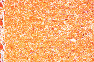 Cerebellum, Thalamus, Medulla oblongata, Spinal cord and Motor Neuron human under the microscope in Lab.
