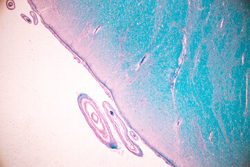 Cerebellum, Thalamus, Medulla oblongata, Spinal cord and Motor Neuron human under the microscope in Lab.
