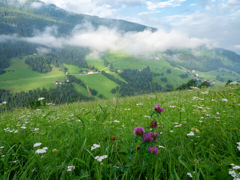 Meadow with herbs in the Alps