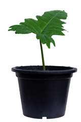 Single leaves of Philodendron Golden dragon. Propagation cutting to black plastic pot. Leaves with water droplets add moisture. on isolated white background with clipping path.