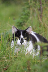 Black and white cat hunting in the grass 