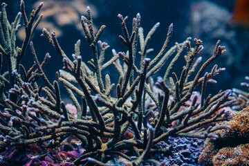 Fototapeta na wymiar Soft coral reef and anemones swaying. Close up macro. Tropical sea biology bottom. Beautiful underwater scenery landscape. Amazing nature background.