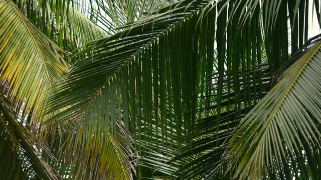 Tropical Coconut Palm Leaves Swaying In The Wind - close up