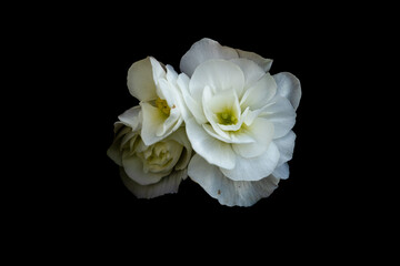 A white flower in bloom isolated against a black background.